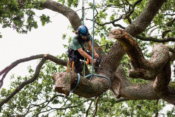 Trusted Peosta, IA Tree Removal Services Experts