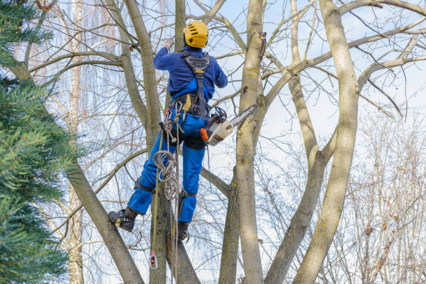 Leaf Removal in Peosta, IA